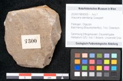 Foto (Objekt + Etikett) von Araucaria sternbergii Goeppert (NHMW-GEO-2024-0188-8300)